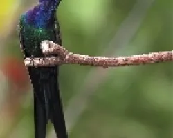 Eupetomena macroura