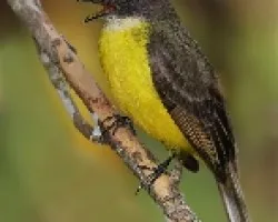 Myiozetetes similis