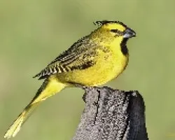 Gubernatrix cristata