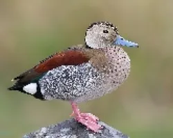 Callonetta leucophrys