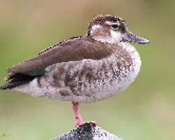 Callonetta leucophrys