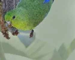 Forpus xanthopterygius