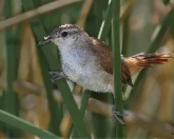 Limnornis curvirostris
