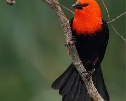 Amblyramphus holosericeus