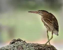 Butorides striata