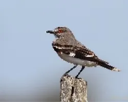 Xolmis cinerea