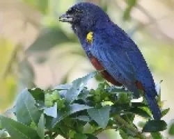 Euphonia pectoralis