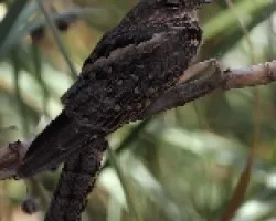 Hydropsalis torquata