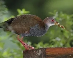 Aramides saracura