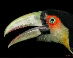 Ramphastos dicolorus