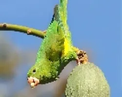 Brotogeris chiriri
