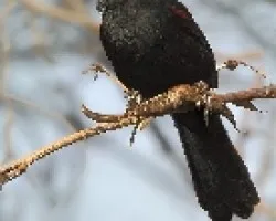 Icterus cayanensis
