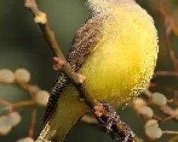 Machetornis rixosa