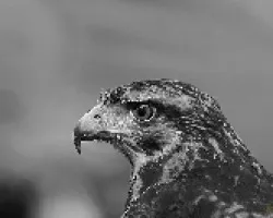 Parabuteo unicinctus