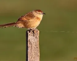 Phacellodomus striaticollis
