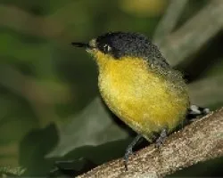 Todirostrum cinereum