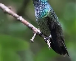 Amazilia lactea