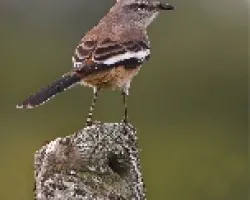 Mimus triurus