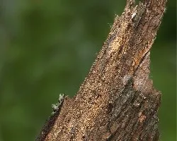 Arbol