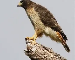 Buteo magnirostris
