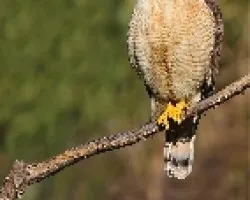 Buteo magnirostris