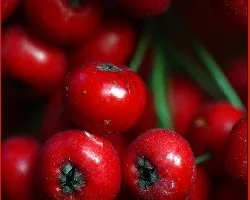 Crataegus