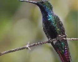 Anthracothorax nigricollis