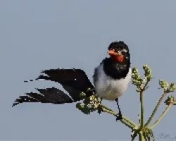 Alectrurus risora