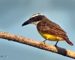 Megarynchus pitangua