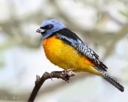 Thraupis bonariensis