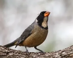 Saltator aurantiirostris