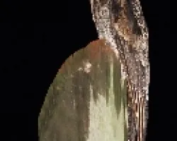 Nyctibius griseus