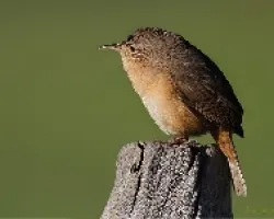 Troglodytes aedon