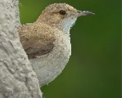 Furnarius rufus