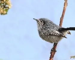 Polioptila dumicola