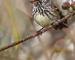 Anairetes flavirostris