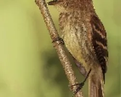 Myiophobus fasciatus