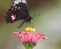 Heraclides anchisiades capys