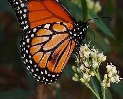 Danaus erippus