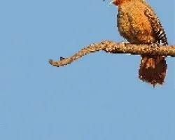 Pseudoseisura lophotes