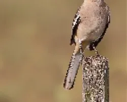 Mimus triurus