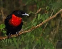 Pyroderus scutatus