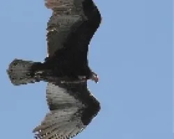 Cathartes aura