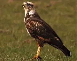 Buteogallus meridionalis