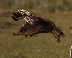 Buteogallus meridionalis