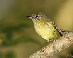 Phylloscartes ventralis