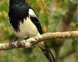 Cissopis leveriana