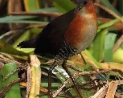 Laterallus melanophaius