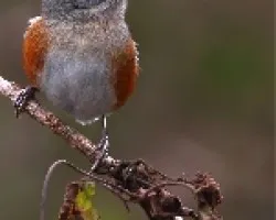 Poospiza lateralis