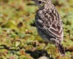 Anthus lutescens